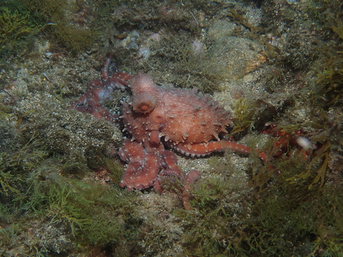 Pinnoctopus macropus