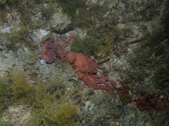 Callistoctopus macropus