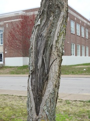 Gymnocladus dioicus