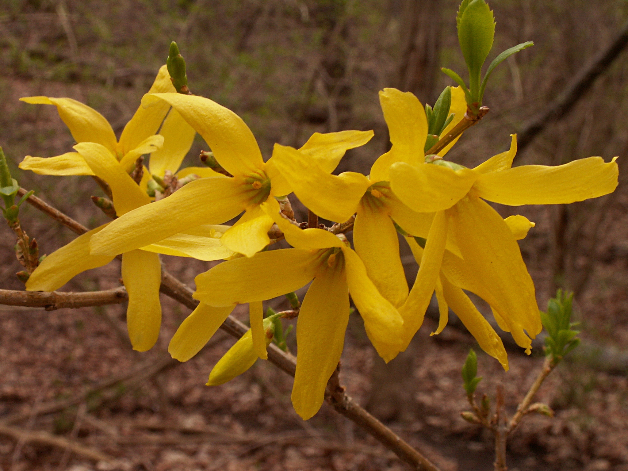 Forsythia X intermedia