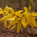 Forsythia × intermedia - Photo (c) Dr. Boli, algunos derechos reservados (CC BY)