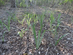 Hymenocallis sonorensis