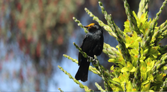 Curaeus curaeus curaeus