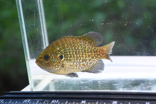 Bantam Sunfish
