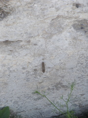 Ascia monuste monuste