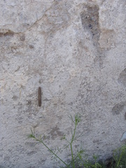 Ascia monuste monuste