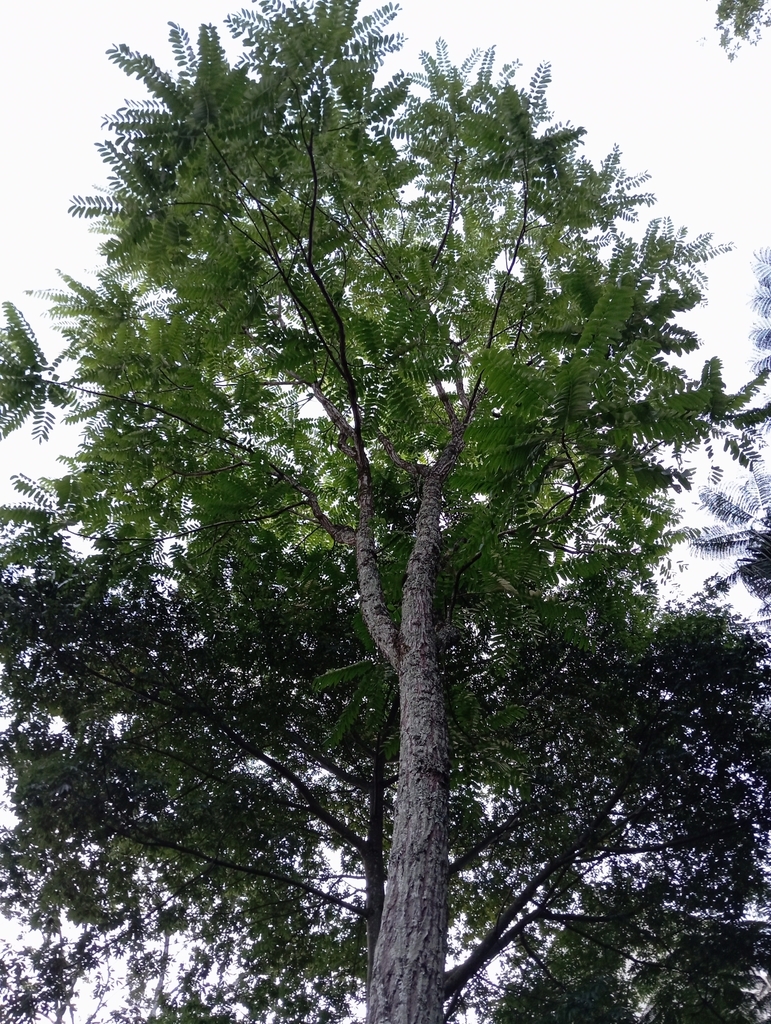 Brazilian Cedarwood In November 2023 By Liu Idárraga Orozco · Inaturalist