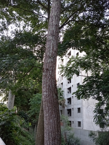 Cedrela fissilis - Leaves