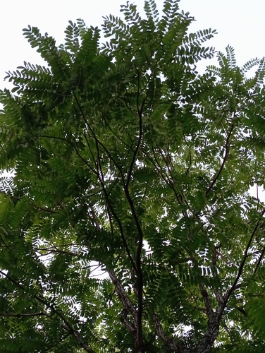 Cedrela fissilis - Whole tree