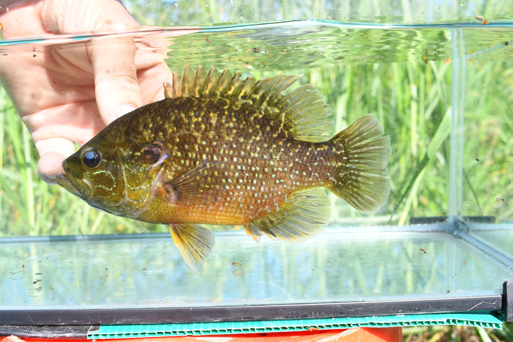 Green Sunfish × Warmouth in July 2023 by Koaw Nature. Male hybrid ...