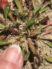 Chorizanthe procumbens