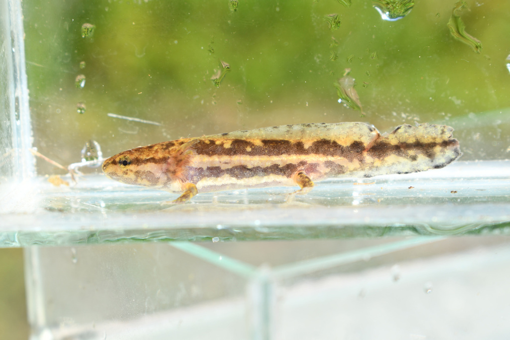 mole-salamander-in-july-2023-by-koaw-nature-in-very-shallow-muddy