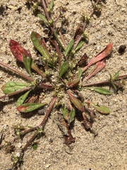 Chorizanthe procumbens