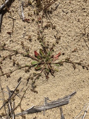 Chorizanthe procumbens