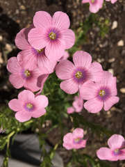 Linum pubescens