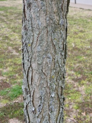 Gymnocladus dioicus