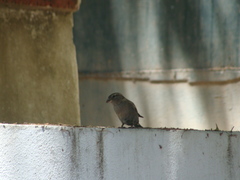 Passer domesticus
