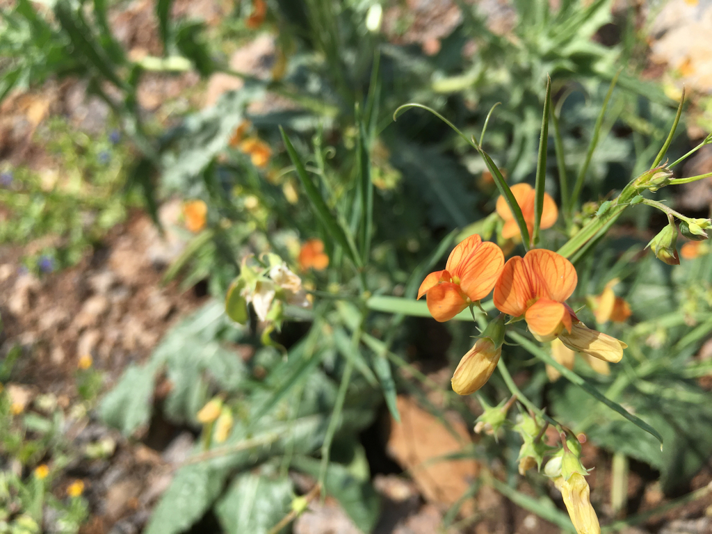 Jerusalem vetchling
