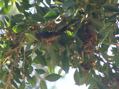 Icterus spurius