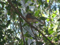 Turdus rufopalliatus