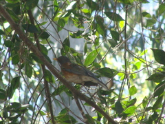 Turdus rufopalliatus