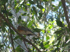 Turdus rufopalliatus