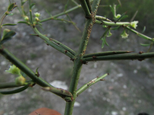 Image of Adolphia infesta by (c) Carlos Martorell, some rights reserved (CC BY)