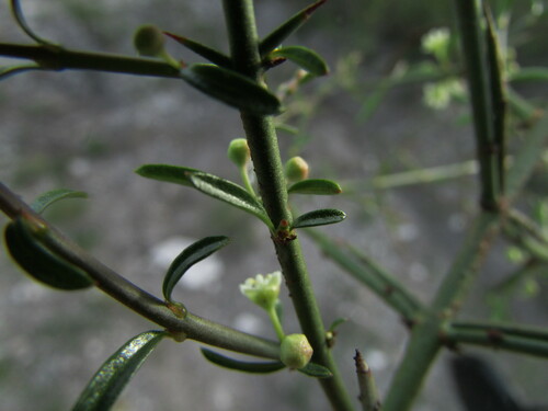 Image of Adolphia infesta by (c) Carlos Martorell, some rights reserved (CC BY)
