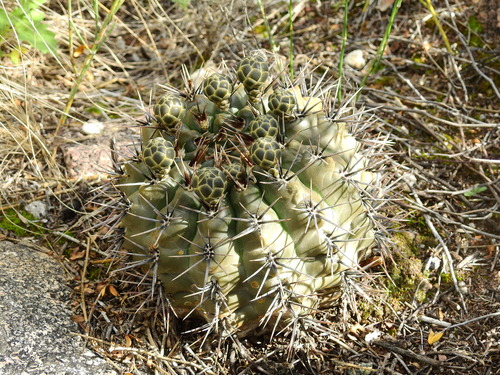 Gymnocalycium striglianum