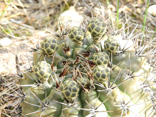 Gymnocalycium striglianum