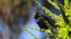 Curaeus curaeus curaeus