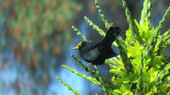 Curaeus curaeus curaeus