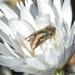 Heliolonche carolus