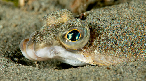 Pacific rock sole (Lepidopsetta bilineata) — Pleuronectidae — 2