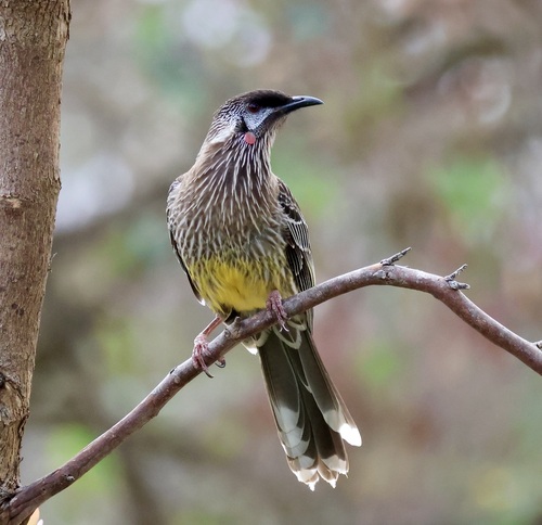 Red Wattlebird, photo 7 of 7