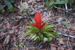 Tillandsia imperialis