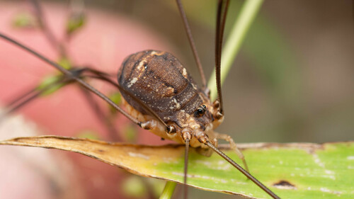 Leiobunum escondidum