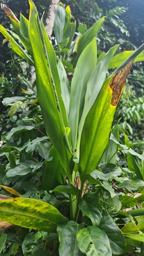 Image of Cordyline manners by (c) Jane C Frost, some rights reserved (CC BY)