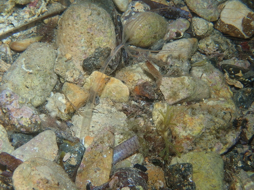 Halcampoides purpureus
