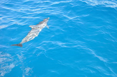 Stenella longirostris longirostris