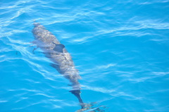 Stenella longirostris longirostris