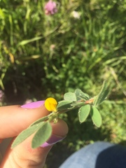 Acmispon wrangelianus