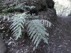 Woodwardia prolifera
