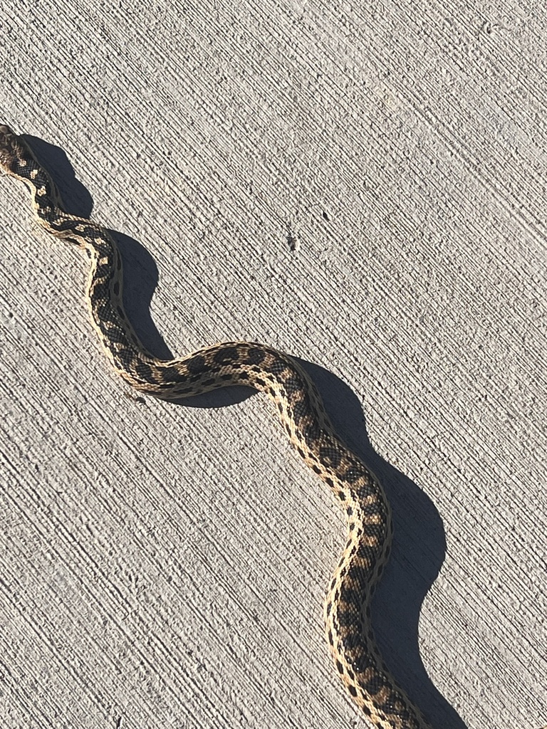 Gopher Snake from Pinehurst Park, Chino Hills, CA, US on November 23