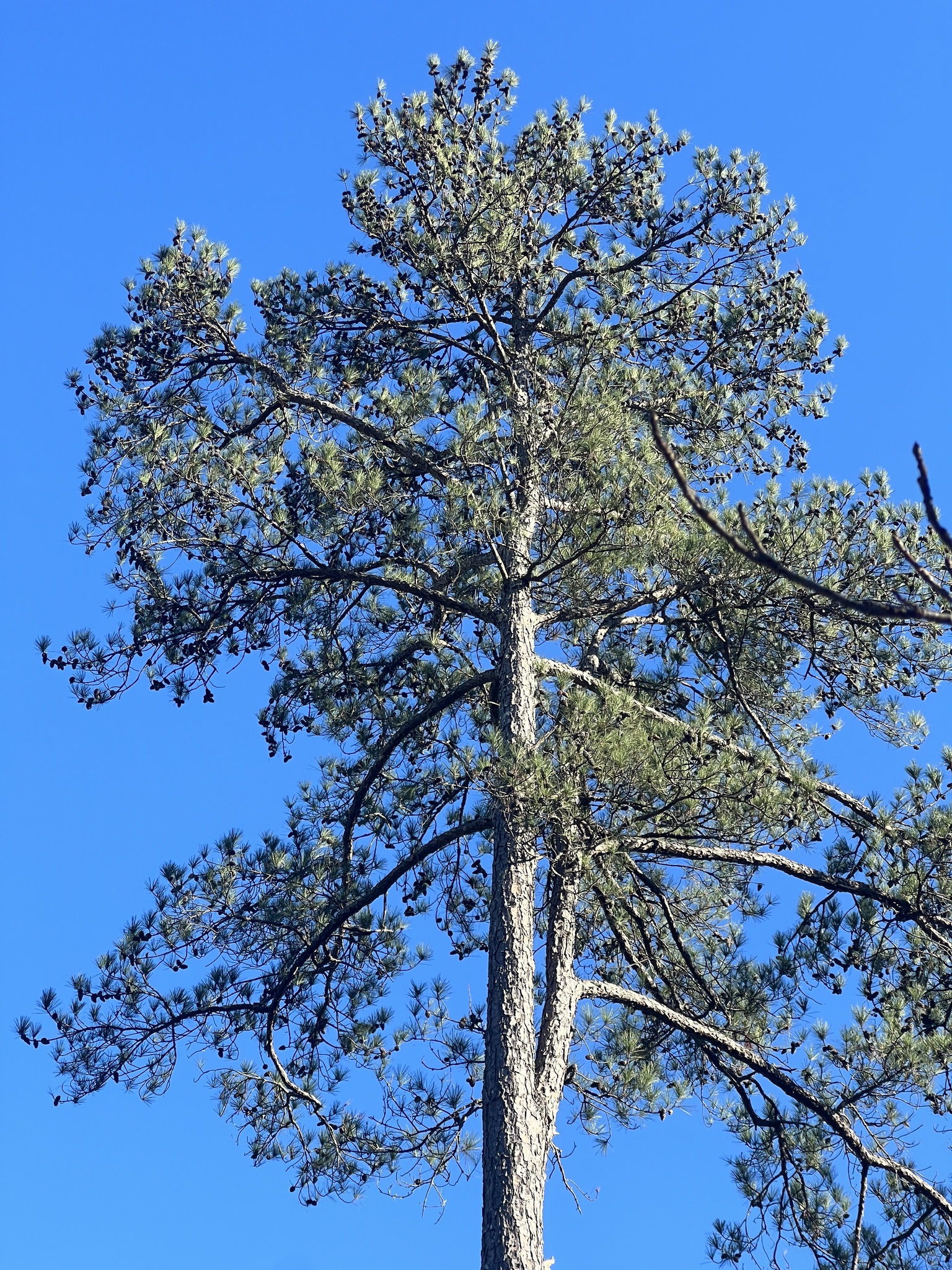 agujas de pino loblolly