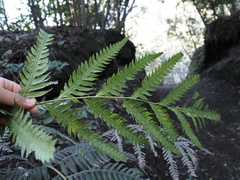 Woodwardia prolifera