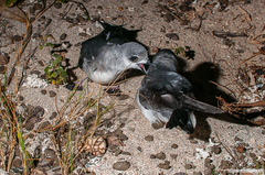 Pterodroma nigripennis