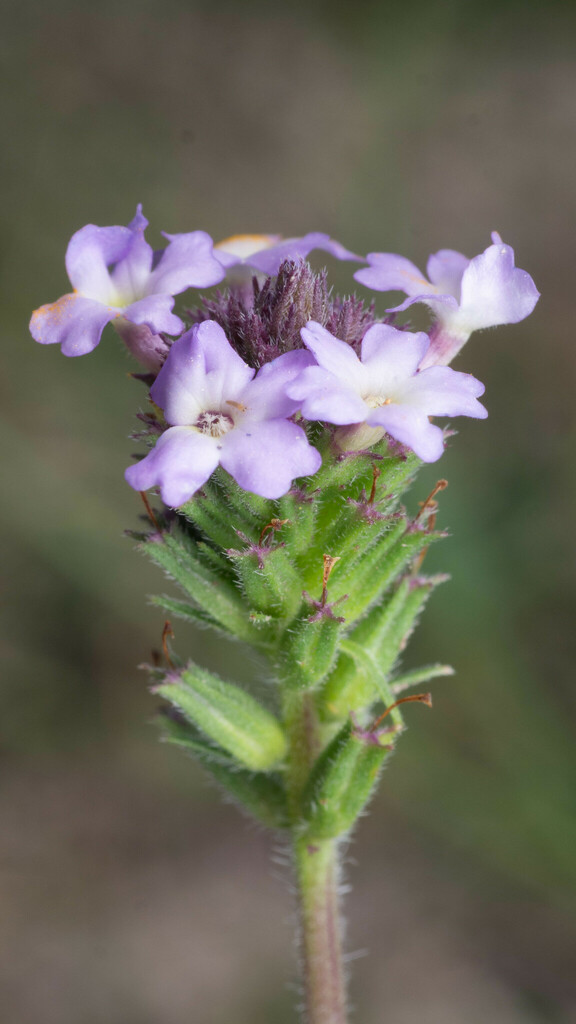 Glandularia bajacalifornica