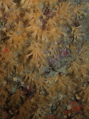 Yellow Cluster Anemone