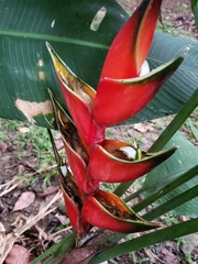 Heliconia bihai